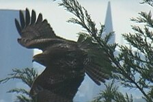 hawk 39.jpg